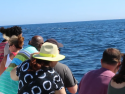 Pod of dolphins off the coast of Newport Beach